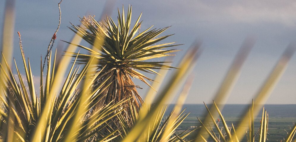 Yucca shidigera - Přirozený a snadný způsob detoxikace