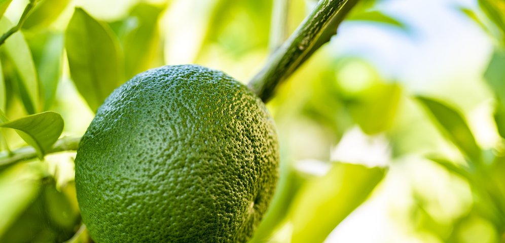 Citrus aurantium -  účinný spalovač tuků