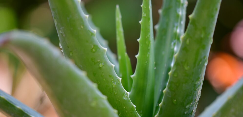 Aloe Vera - lékař vysazený v květináči