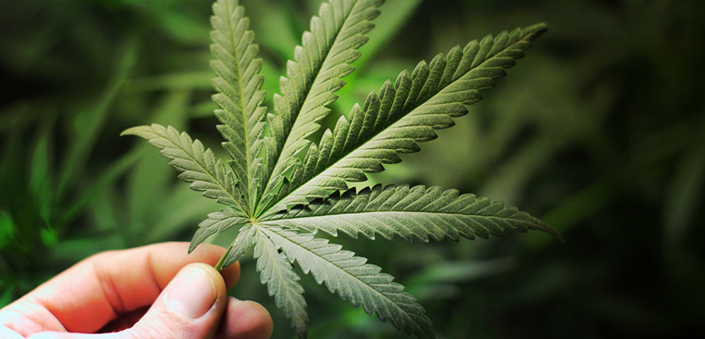 Zelený zázrak s názvem Cannabis sativa. Přehled účinků CBD, obecných informací a využití konopí