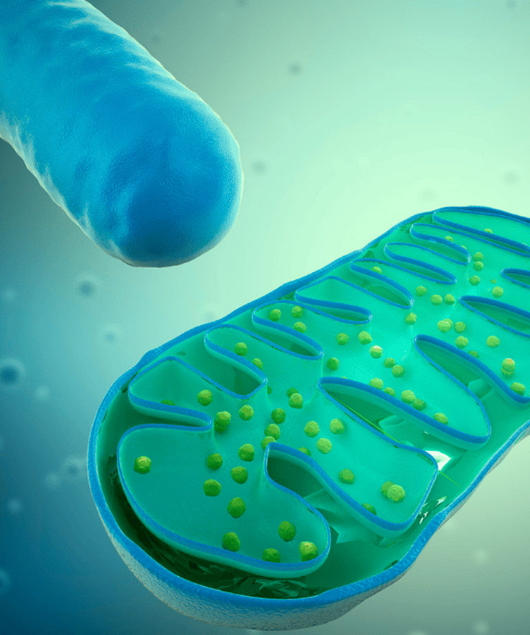 Mitochondrie: Co jsou, jak fungují a jak můžete zvýšit energii svých buněk?